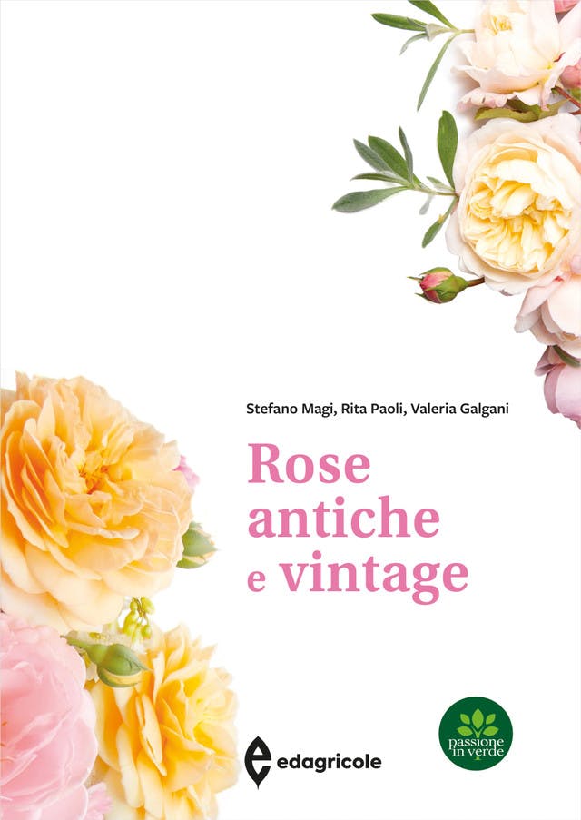 Rose antiche e vintage